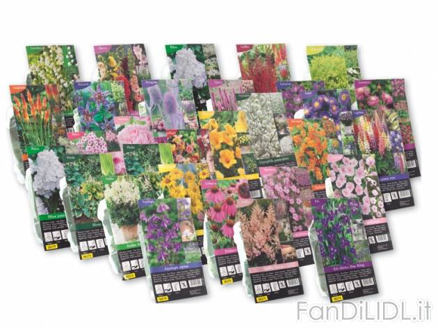 Bulbi per piantine perenni , prezzo 1,29 &#8364; per Alla confezione 
- Confezione ...