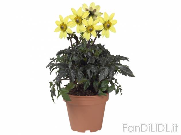 Dalia , prezzo 1,99 &#8364; per Al vaso 
- Vaso &Oslash; 11,5 cm
- Annaffiare ...