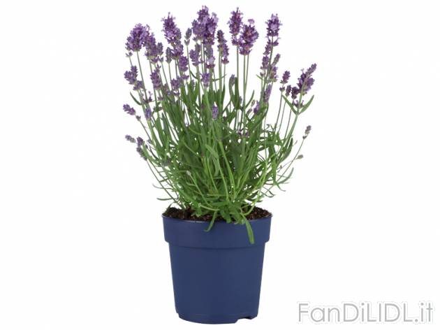 Lavanda , prezzo 2,99 &#8364; per Al vaso 
- Vaso &#216; 11,5 cm 
- Annaffiare ...