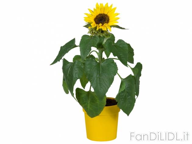 Girasole , prezzo 1,99 &#8364; per Al vaso 
- Vaso &#216; 12 cm 
- Annaffiare ...