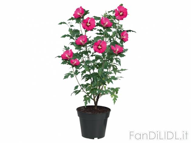 Ibisco , prezzo 4,99 &#8364; per Al vaso 
- Vaso &#216; 17 cm 
- Annaffiare ...