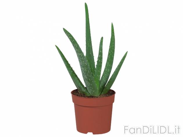Aloe Vera , prezzo 1,99 &#8364; per Al vaso 
- Vaso &#216; 10 cm 
- Annaffiare ...
