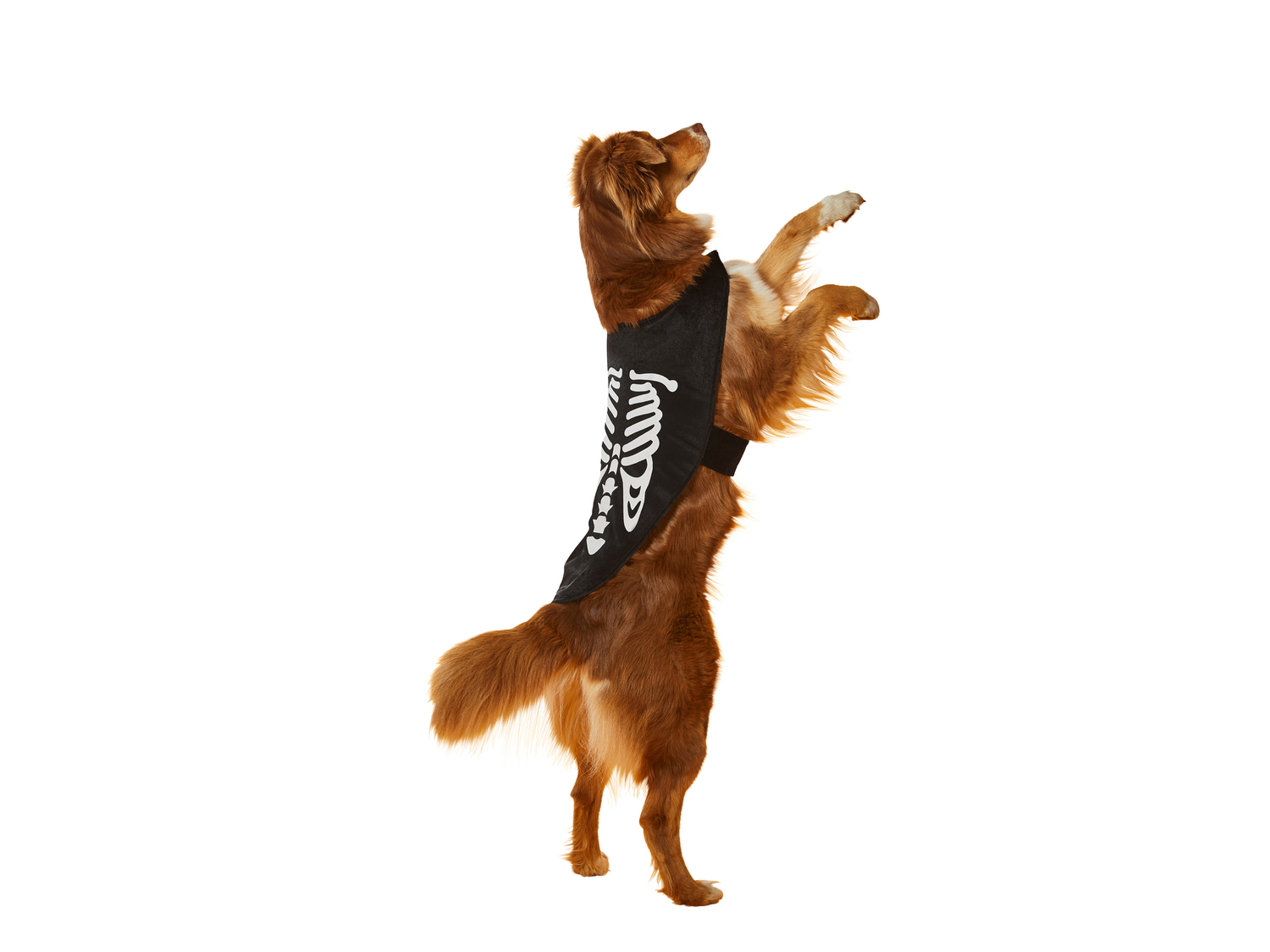 Costume per cani , le prix 6.99 €
Misure: XS-L