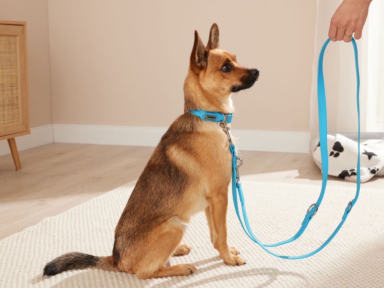 Set collare e guinzaglio per cani , prezzo 12,99 EUR
Set collare e guinzaglio ...