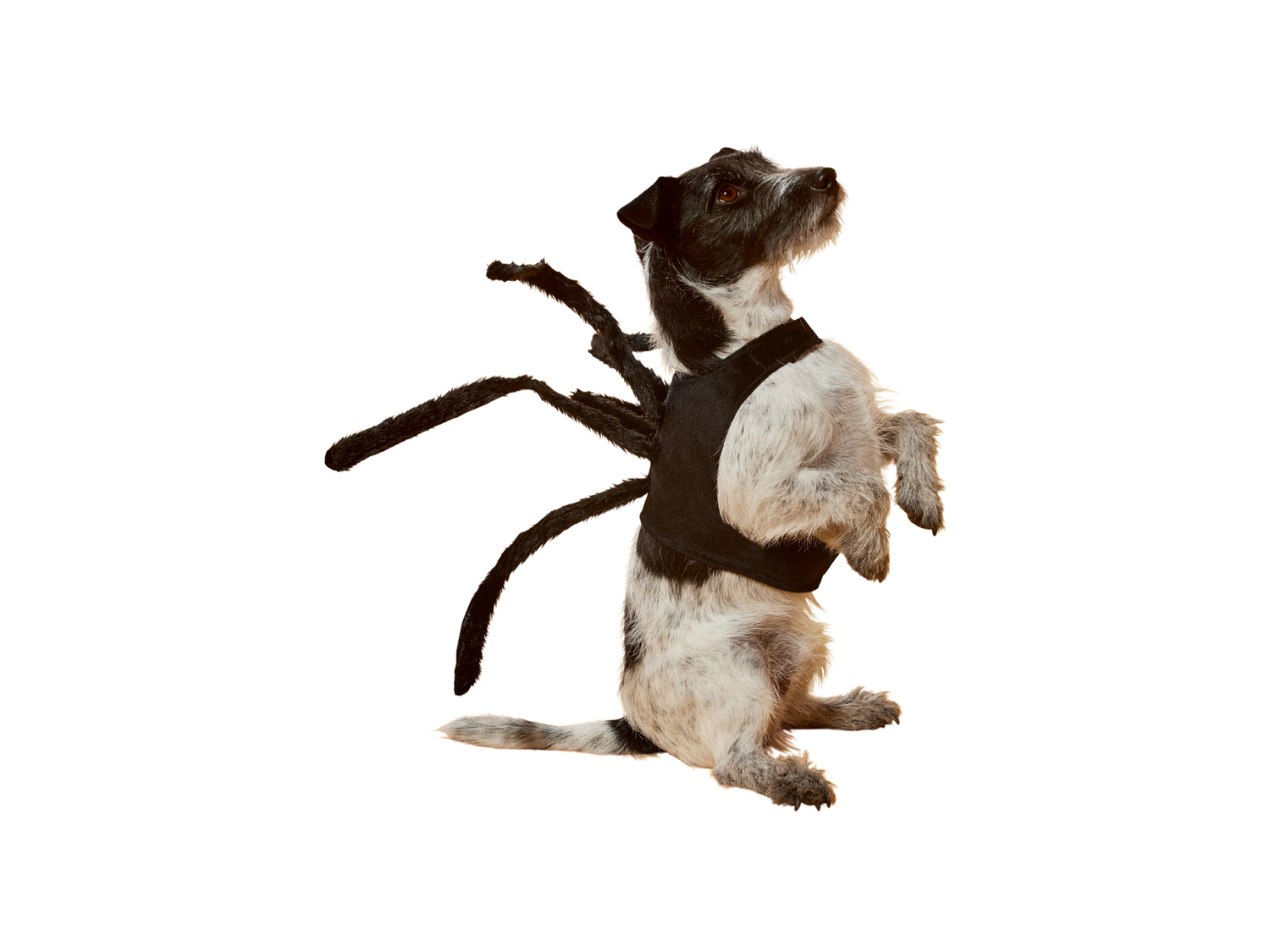 Costume di Halloween per cani Sgs_tuv_saar, prezzo 6.99 €
Misure: XS-L
Caratteristiche
...
