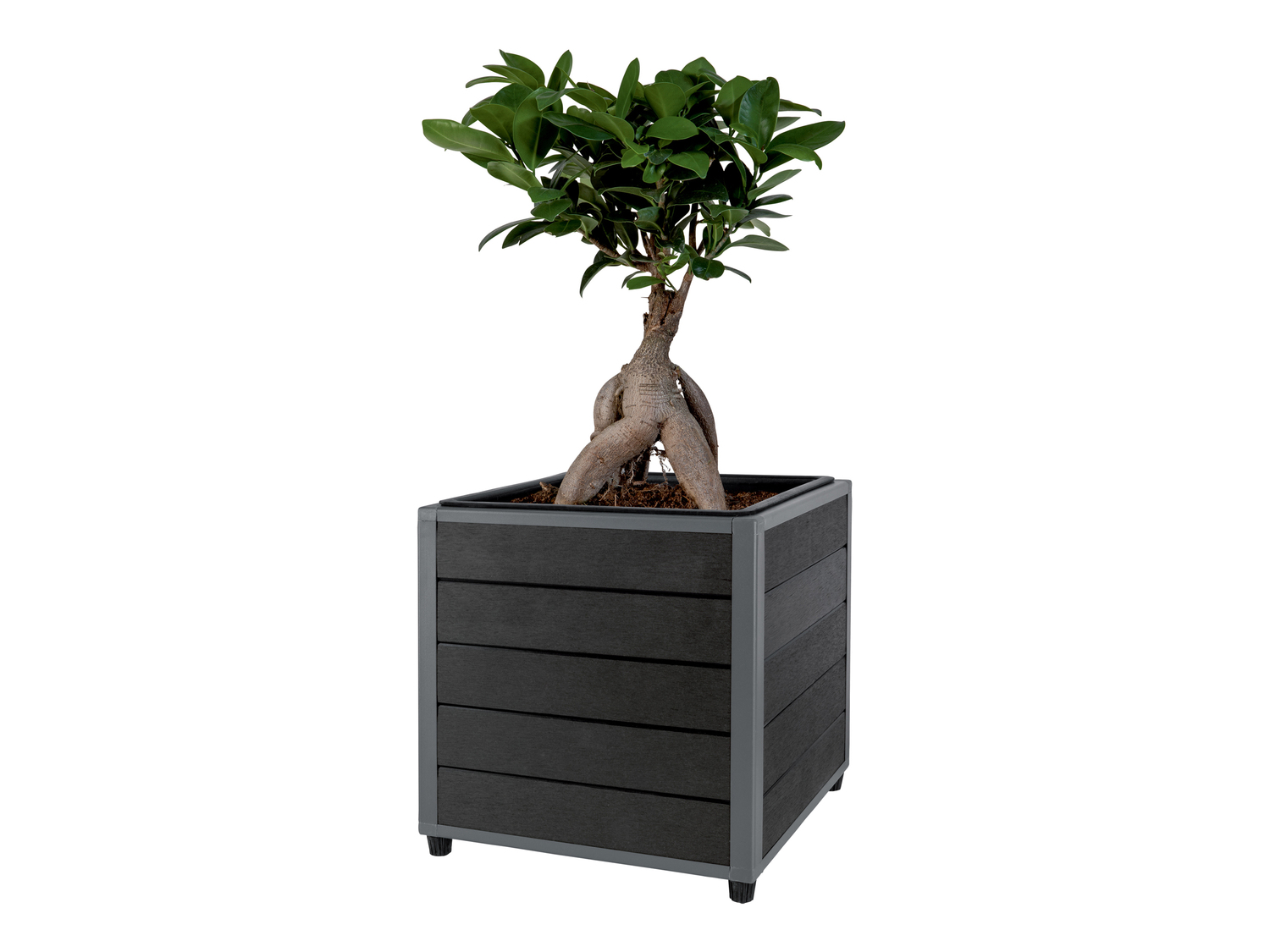 Vaso per fiori Parkside, prezzo 17.99 €
10 L
- Dimensioni: 26 x 27 x ...