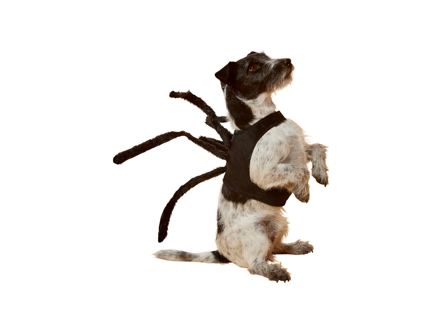 Costume per cani , le prix 6.99 €
Misure: XS-L