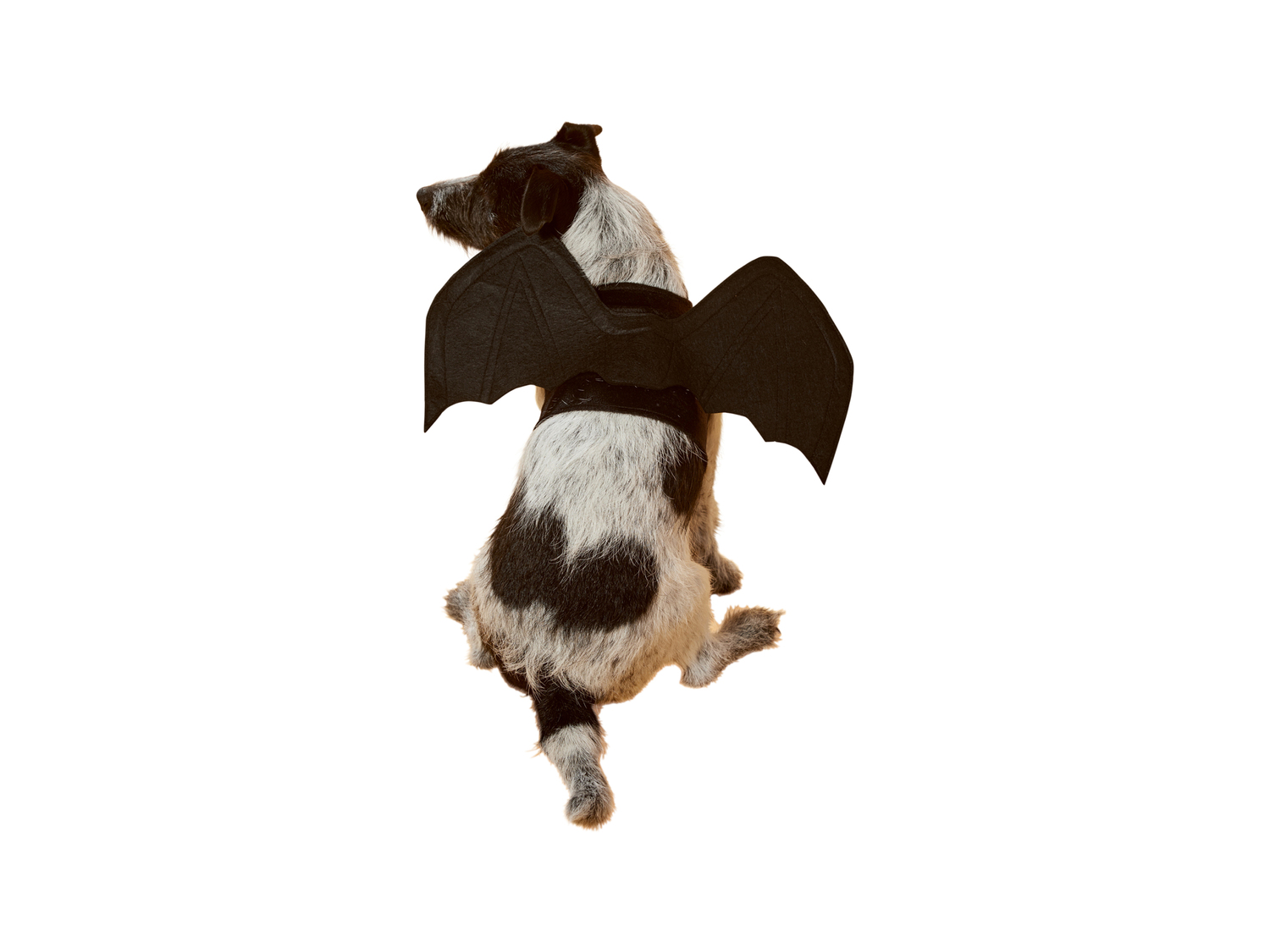 Costume di Halloween per cani Sgs_tuv_saar, prezzo 6.99 €
Misure: XS-L
Caratteristiche
...