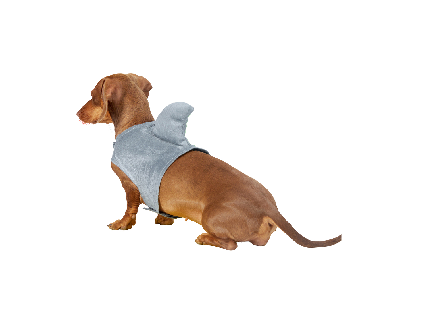 Costume per cani , prezzo 6.99 €
Misure: XS-L