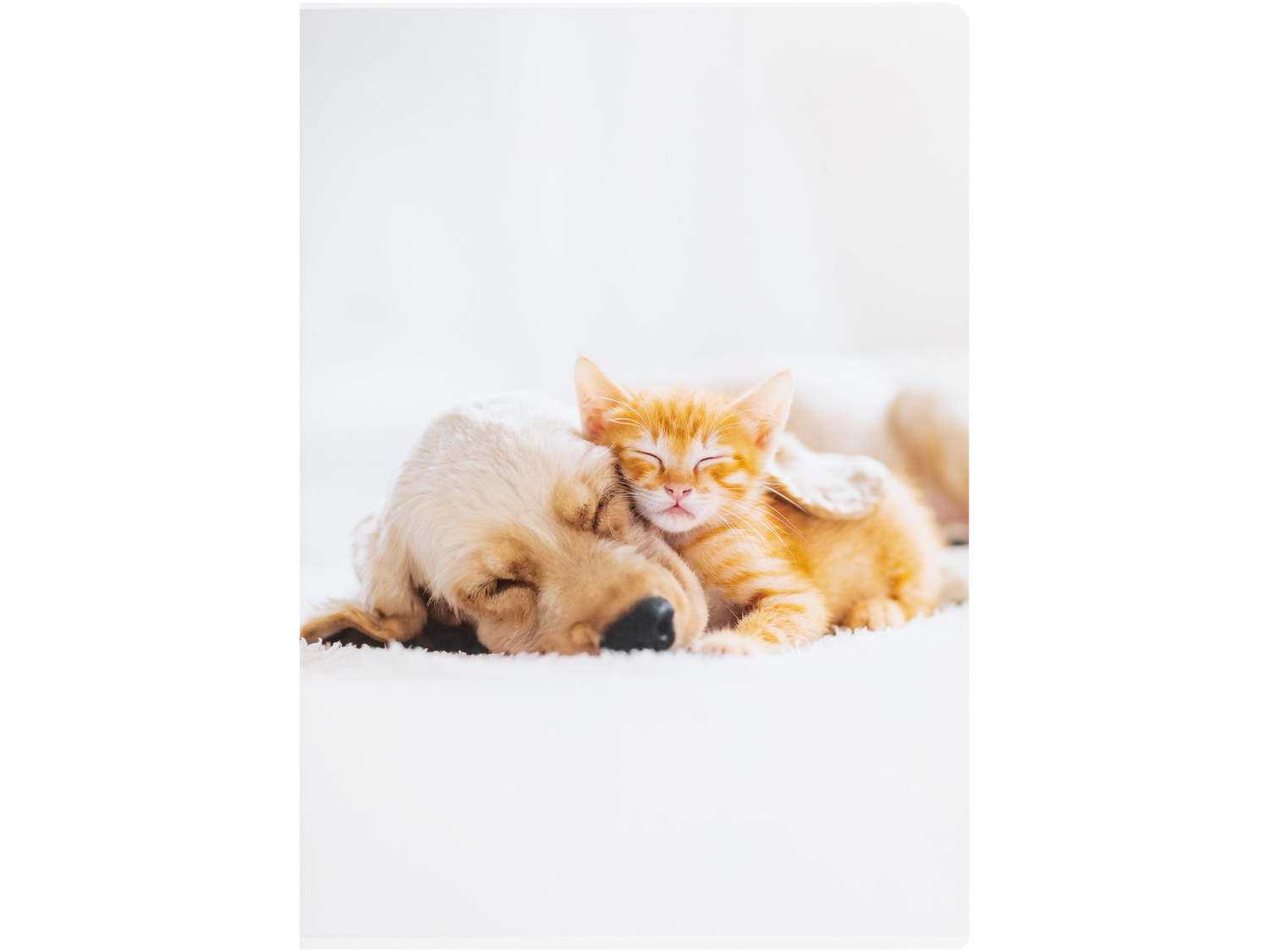 Quaderno A4 United Office, prezzo 0.99 €
- Righe o quadretti (4, 5 o ...
