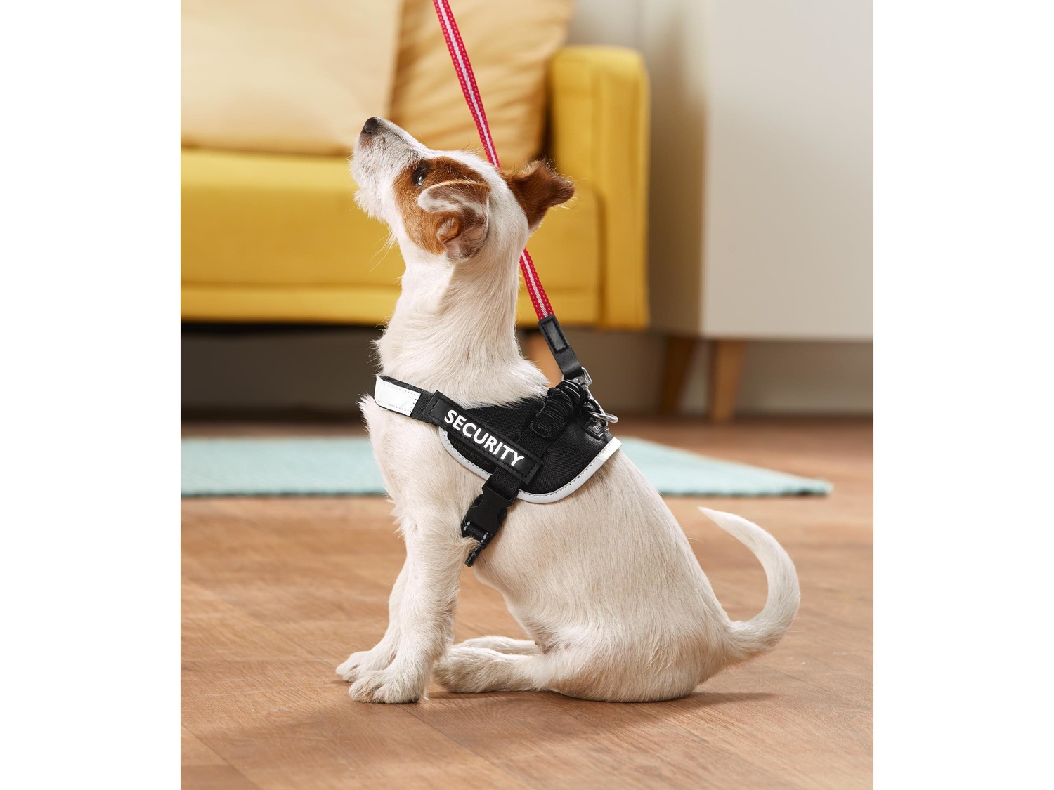 Pettorina per cani Zoofari, prezzo 9.99 €
- Misure: S-XL
- 4 sticker ...