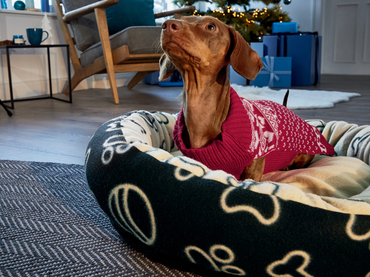 Cuccia per cani Zoofari, prezzo 12.99 €
- Rotonda: Ø 70 cm
- ...