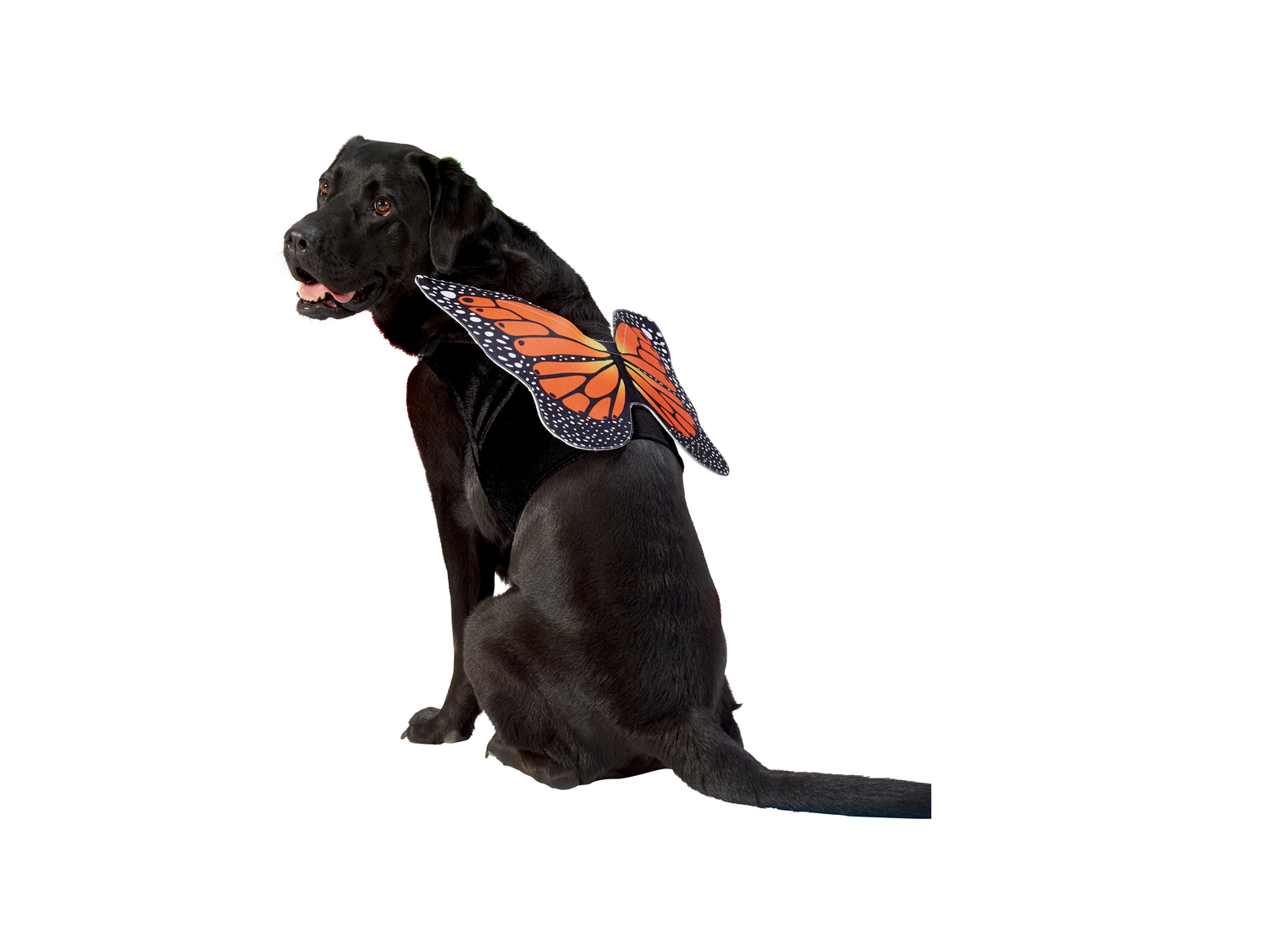 Costume per cani , prezzo 6.99 €
Misure: XS-L