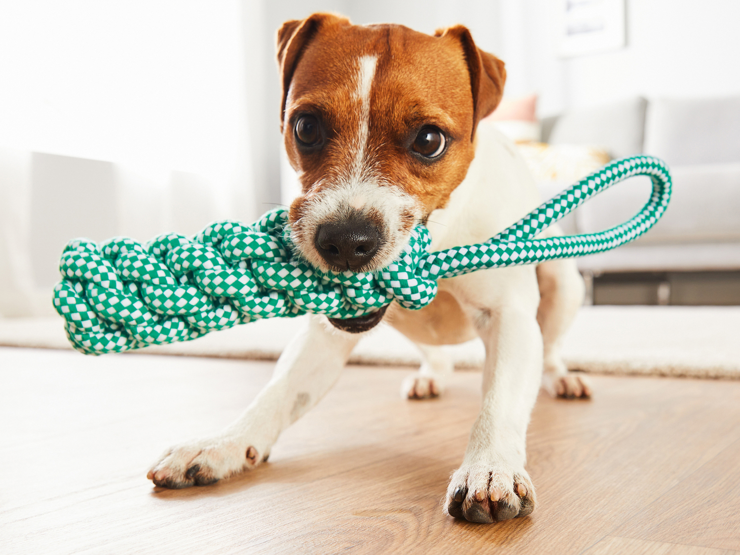 Gioco per cani Zoofari, prezzo 2.99 €
Caratteristiche
- 3 anni garanzia ...