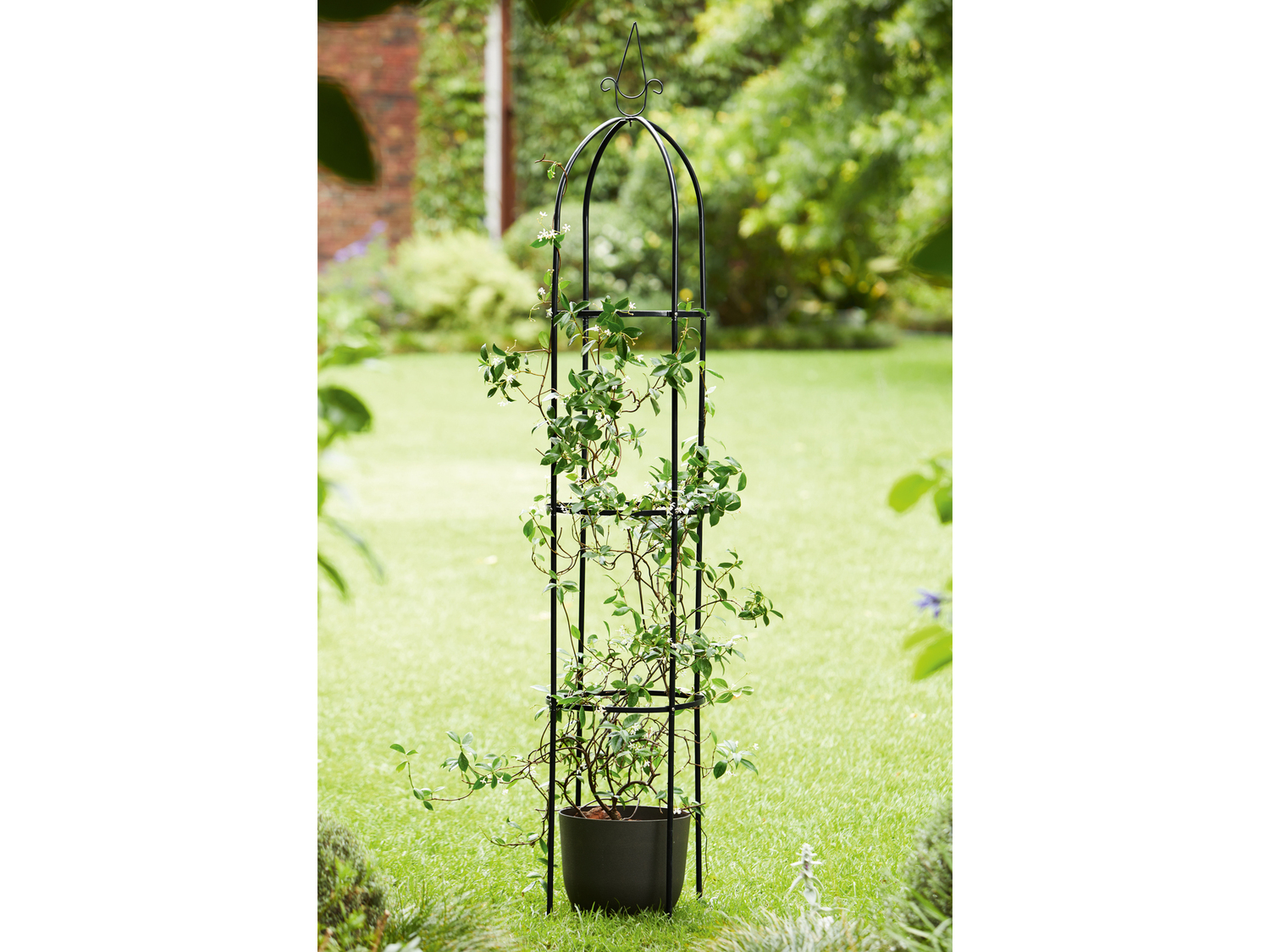Supporto o arco per rampicanti Livarno, prezzo 11.99 &#8364; 
- Dimensioni arco: ...