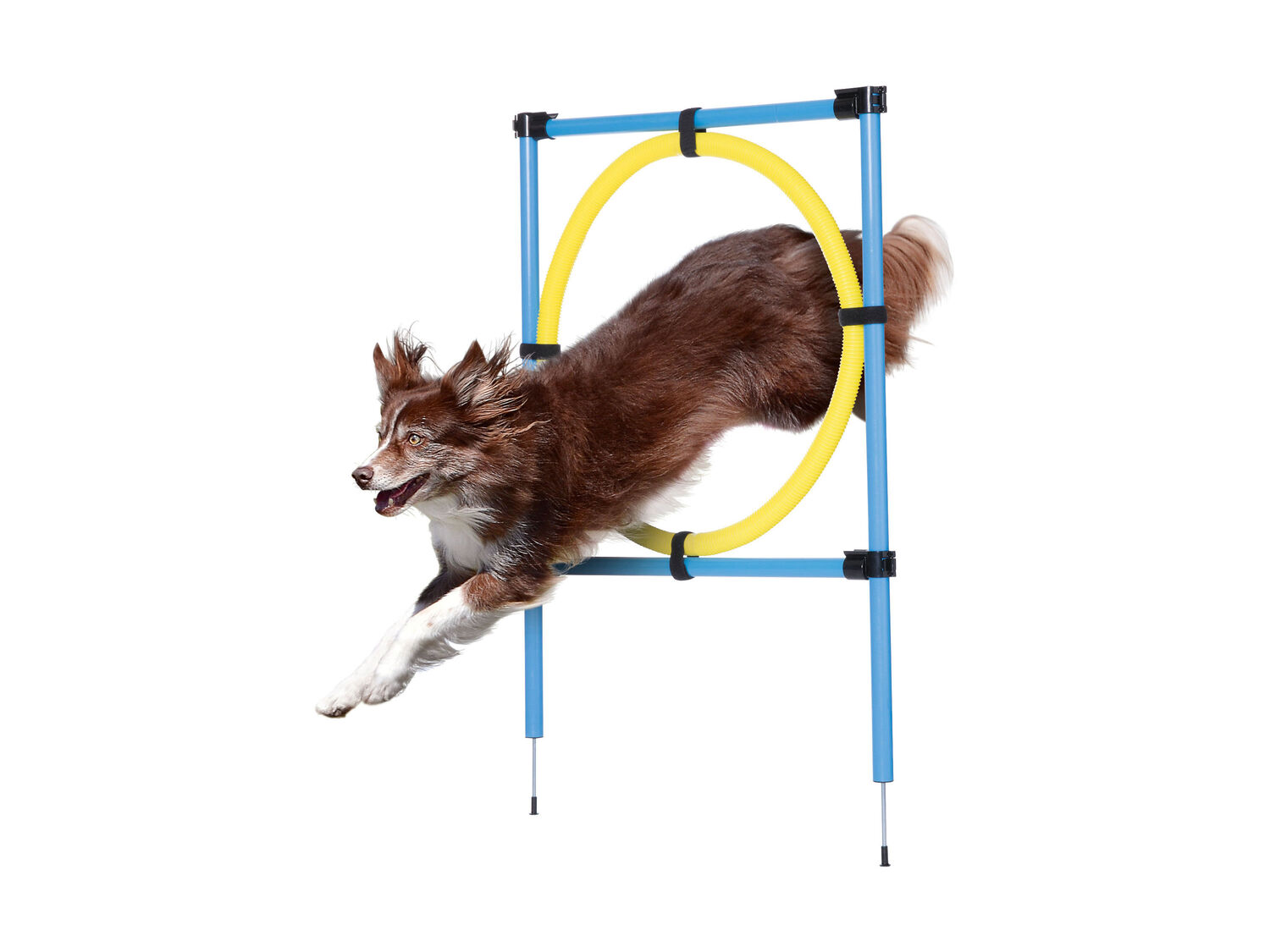 Attrezzi per agility Zoofari, prezzo 19.99 €
- Per un programma vario ...