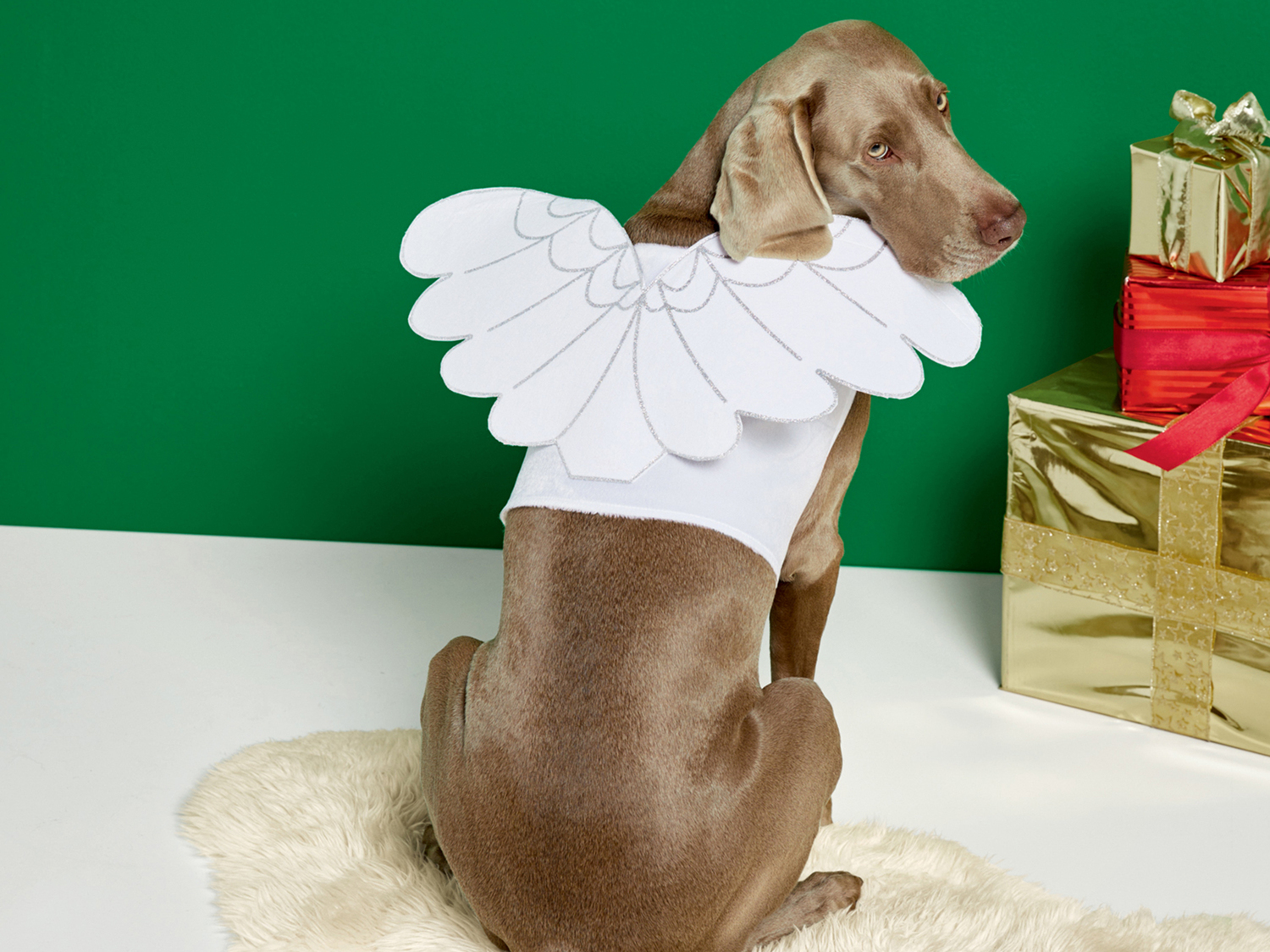 Costume natalizio per cani , prezzo 4.99 €
Misure: XS - L