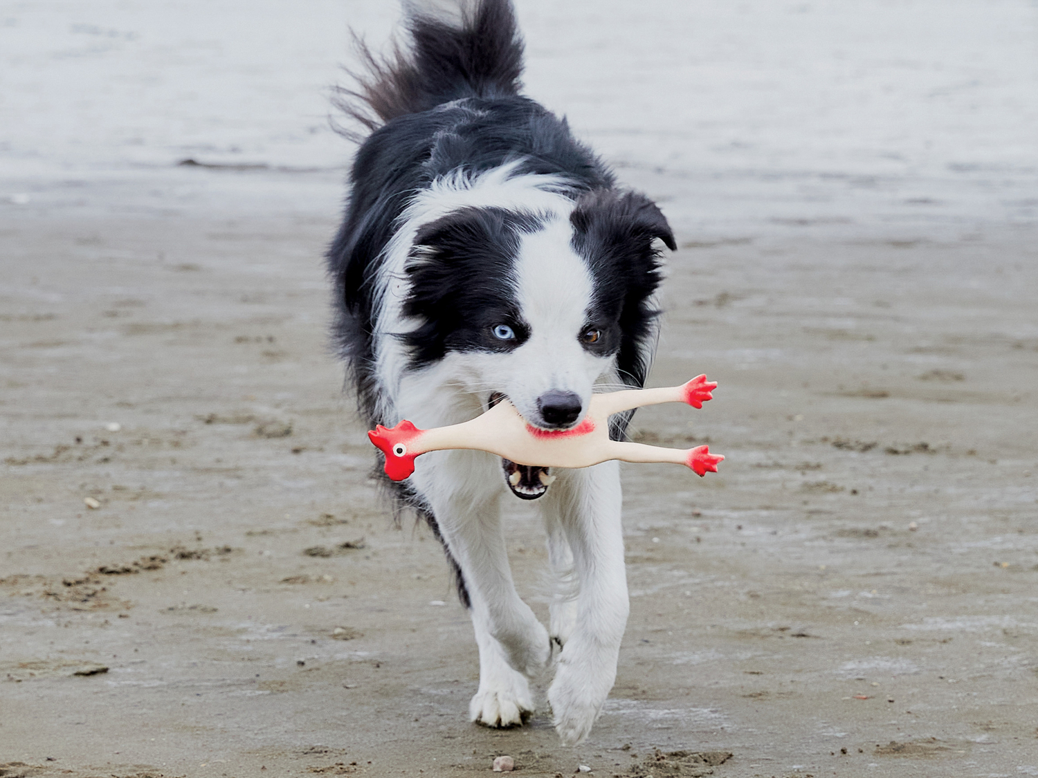 Gioco per cani Zoofari, prezzo 2.99 €
Caratteristiche
- 3 anni garanzia ...