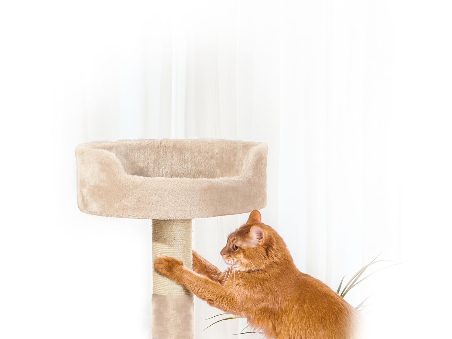 Tiragraffi a torre per gatti Zoofari, prezzo 39.99 €
- Dimensione cestelli:
- ...