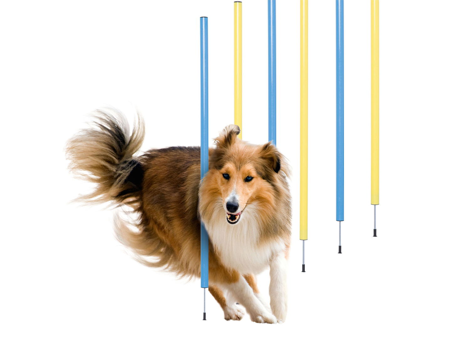 Attrezzi per agility Zoofari, prezzo 19.99 €
- Per un programma vario ...