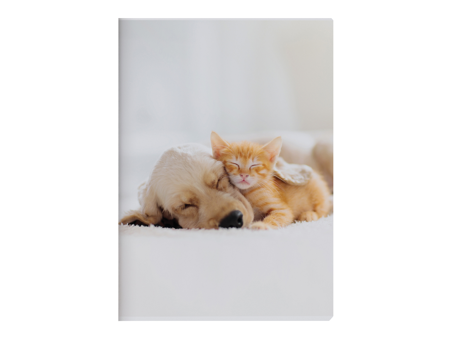 Quaderno A4 United Office, prezzo 0.79 €
Caratteristiche
- FSC no link