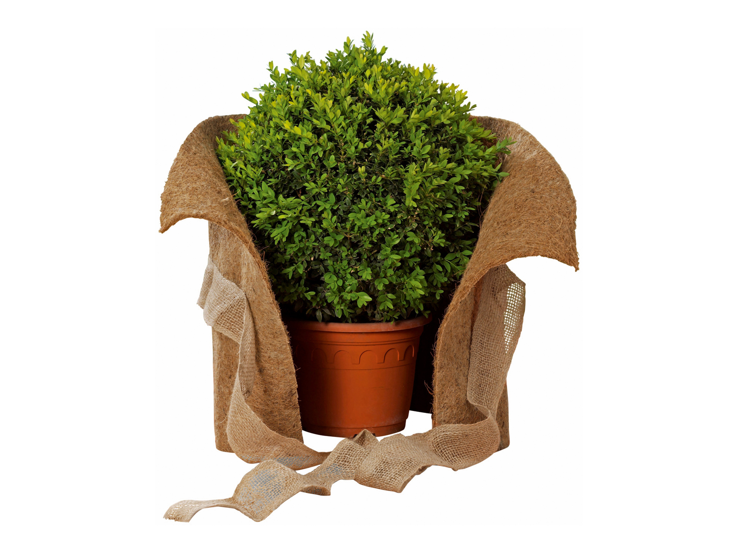 Telo proteggi piante Parkside, prezzo 4.99 €
Caratteristiche