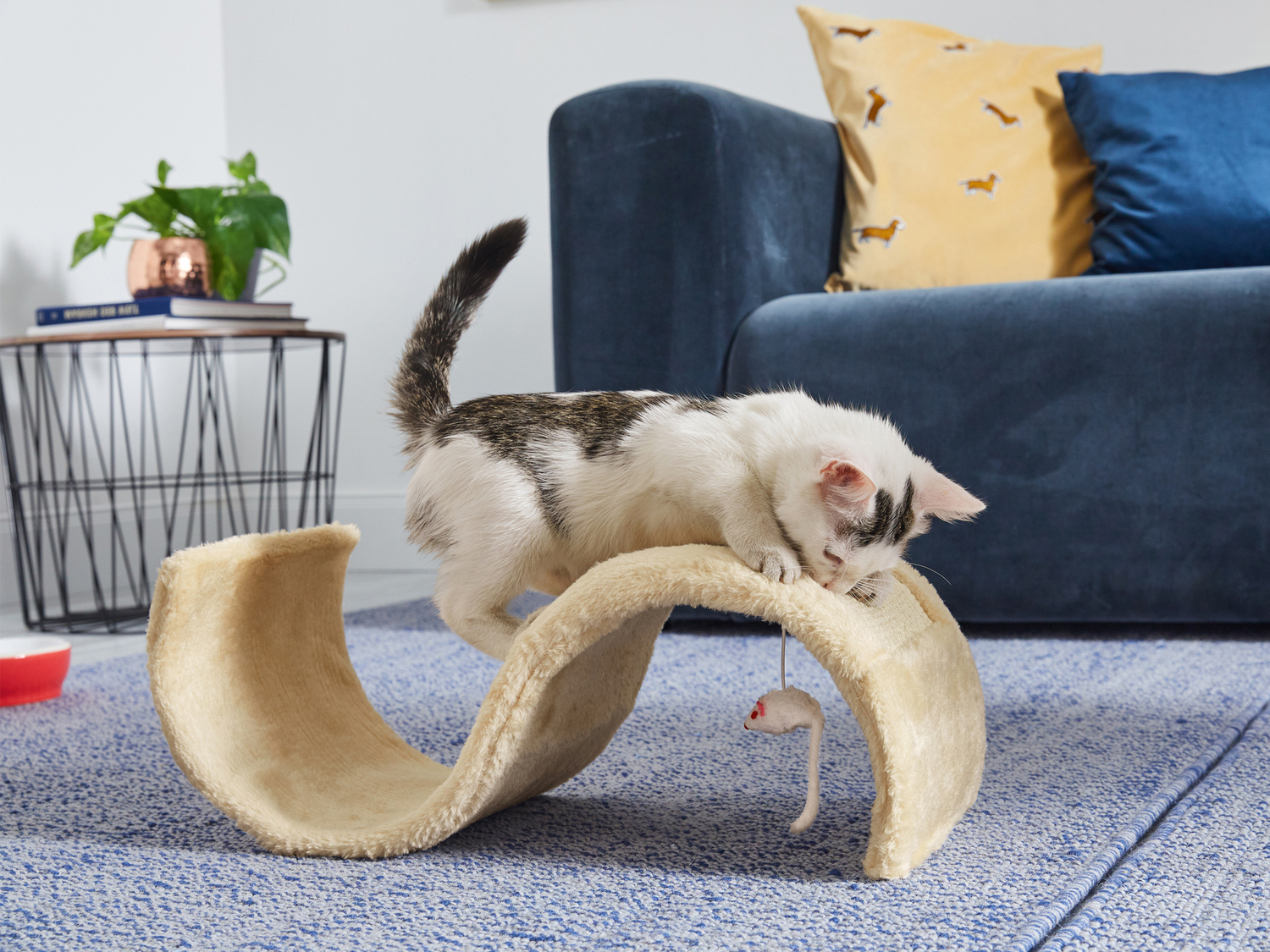 Tavoletta tiragraffi per gatti Zoofari, prezzo 12.99 €
- Combinazione di sisal ...