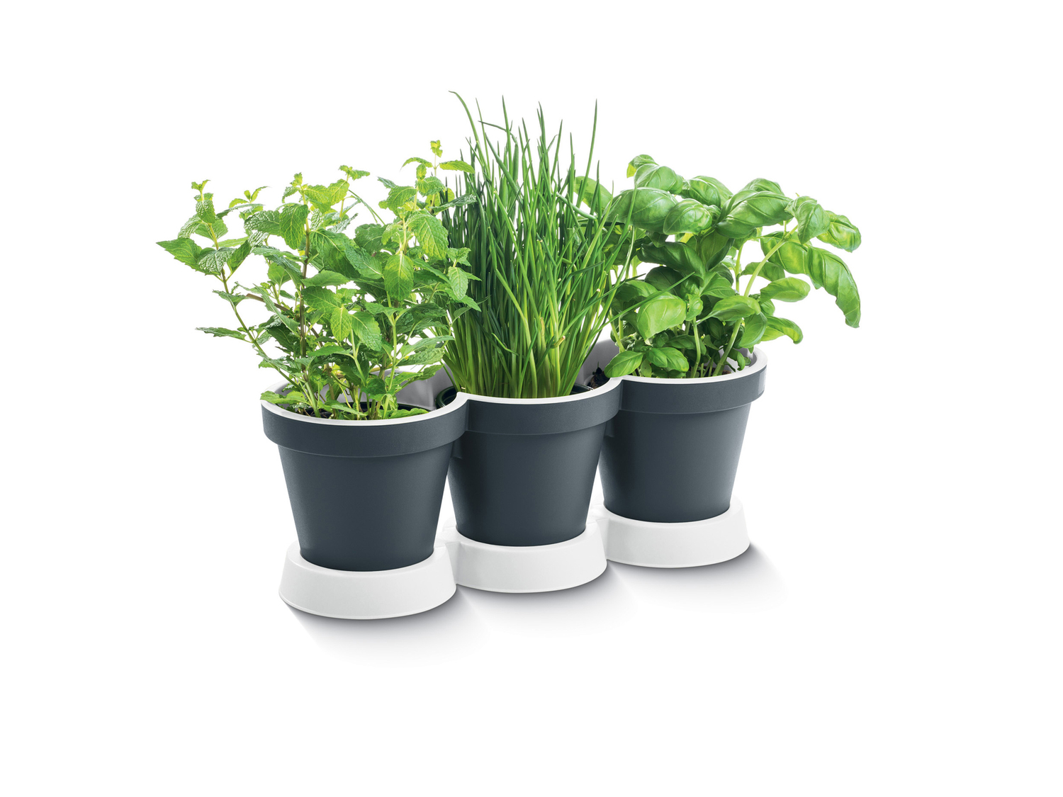 Vaso triplo per piante Parkside, prezzo 2.99 €
- 39 x 14,5 x 14,5 cm
Caratteristiche ...